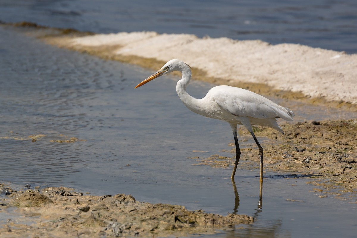 Western Reef-Heron - Nikos Mavris