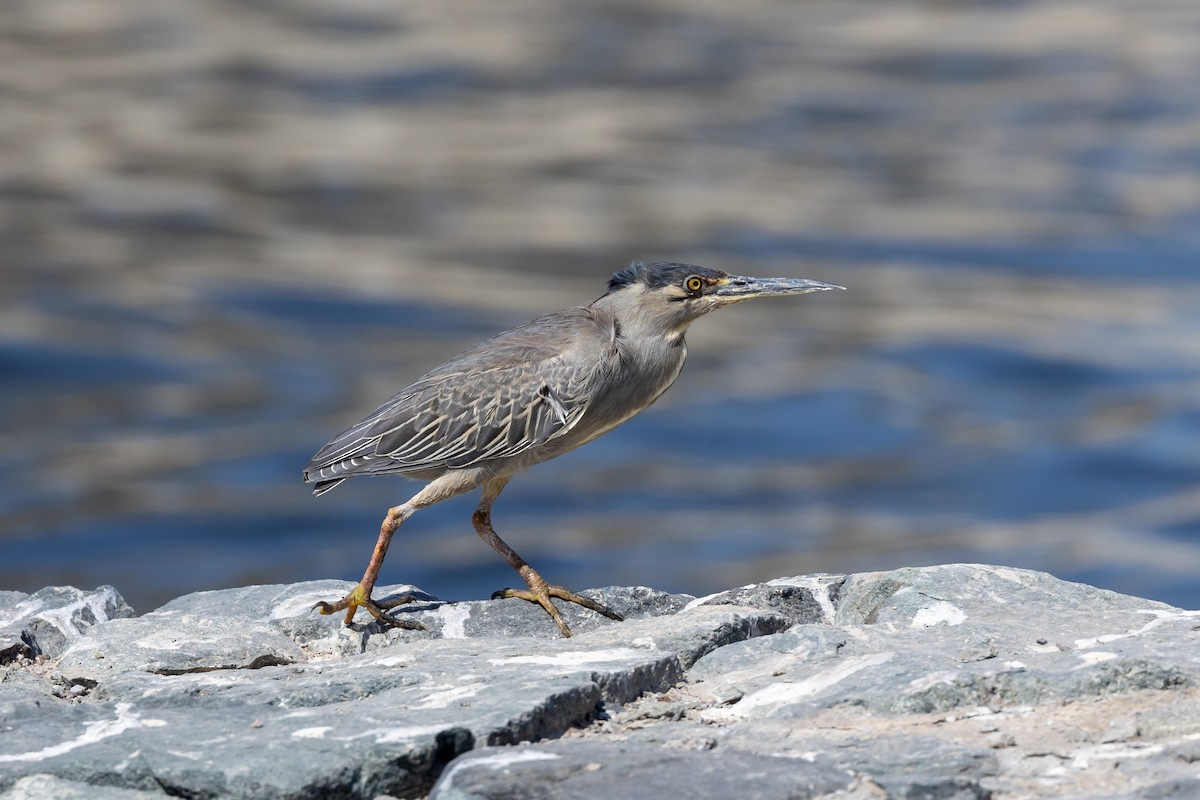 Striated Heron - Nikos Mavris