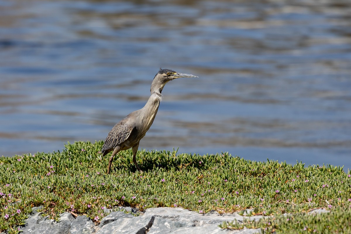 Striated Heron - Nikos Mavris