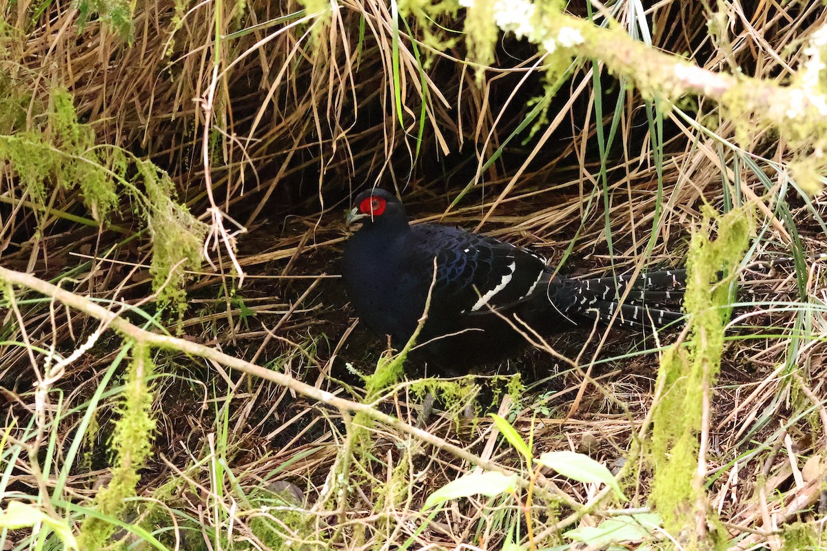 Mikado Pheasant - ML619610206