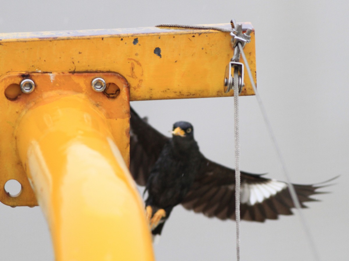 Javan Myna - Simon Fang