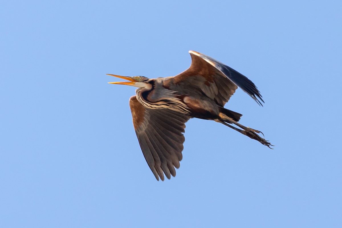 Purple Heron - Nikos Mavris