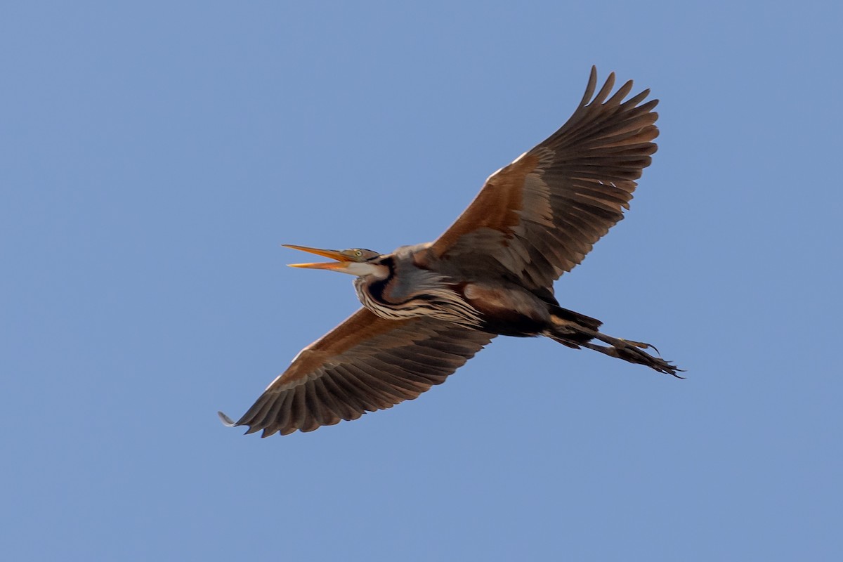 Purple Heron - Nikos Mavris