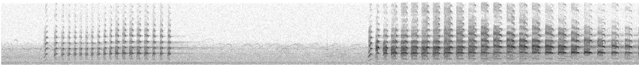 Чайка білошия (підвид novaehollandiae) - ML61961021
