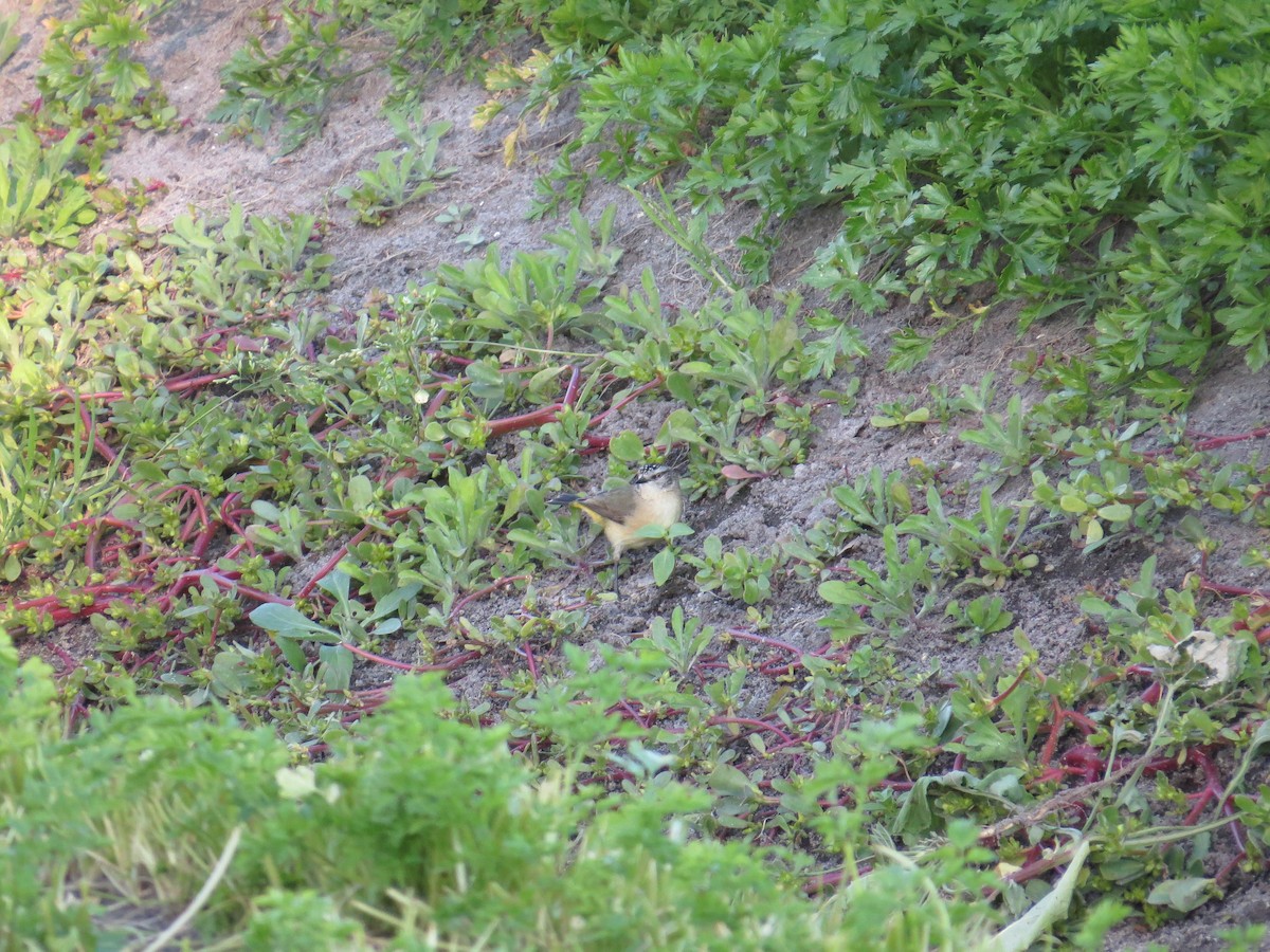 Yellow-rumped Thornbill - ML619610212