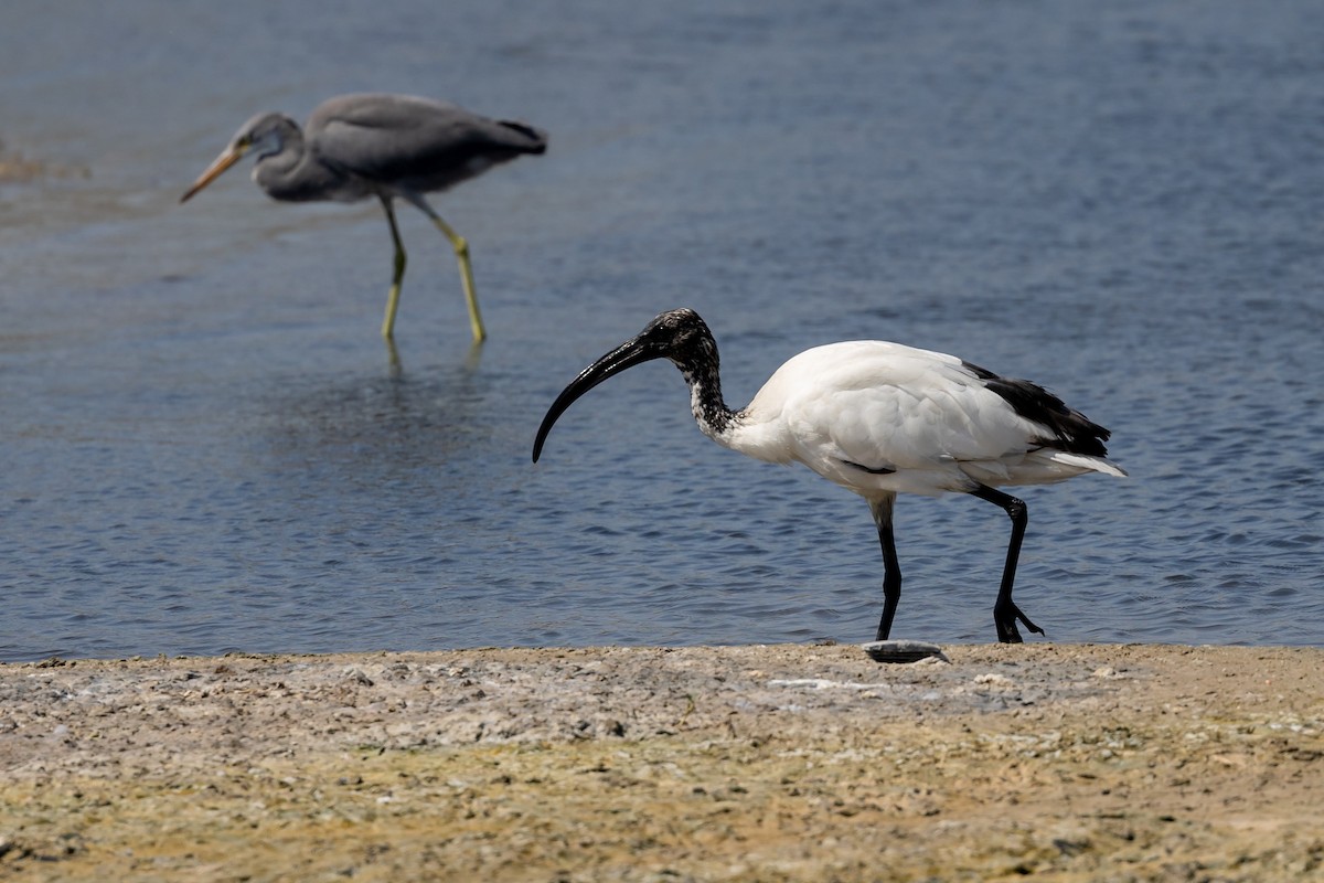 African Sacred Ibis - Nikos Mavris