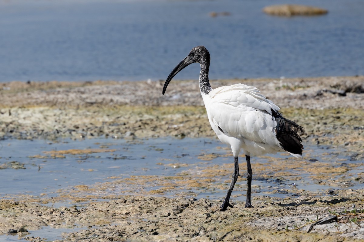 African Sacred Ibis - Nikos Mavris