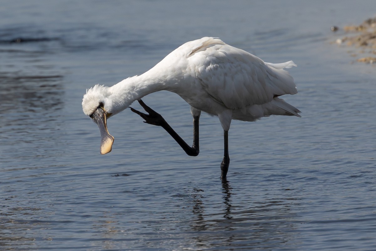 Eurasian Spoonbill - Nikos Mavris