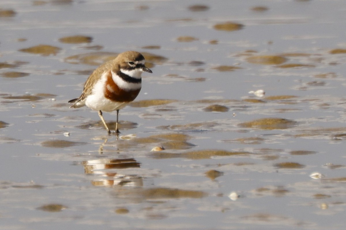 Double-banded Plover - John Mills