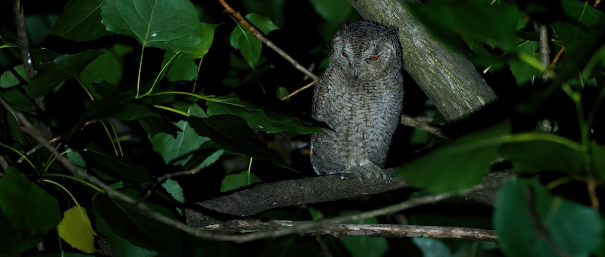 Japanese Scops-Owl - Xingyu Li