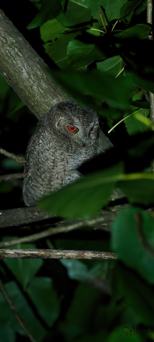 Japanese Scops-Owl - ML619610251