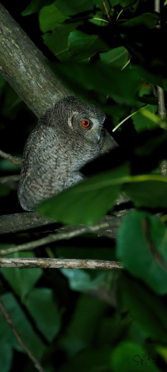 Japanese Scops-Owl - Xingyu Li