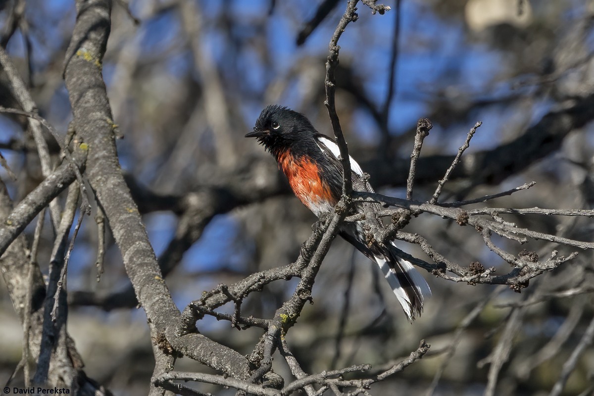 Painted Redstart - David Pereksta