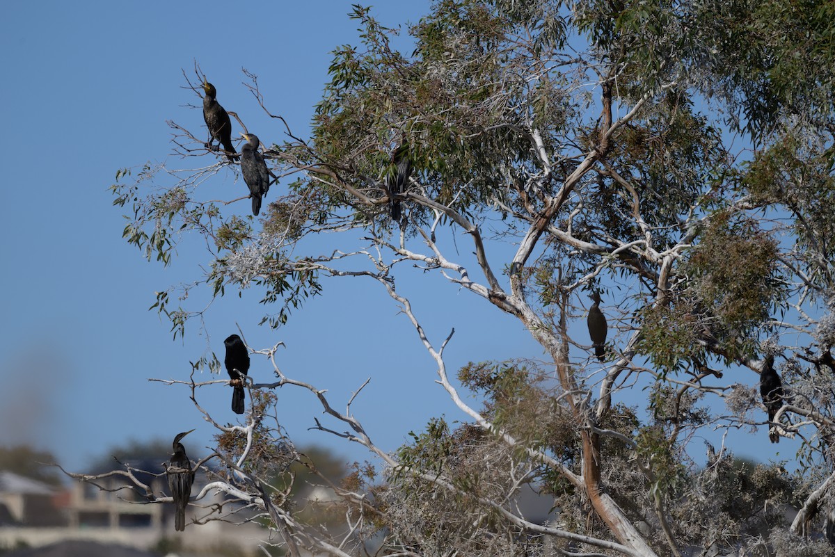 Great Cormorant - ML619610257
