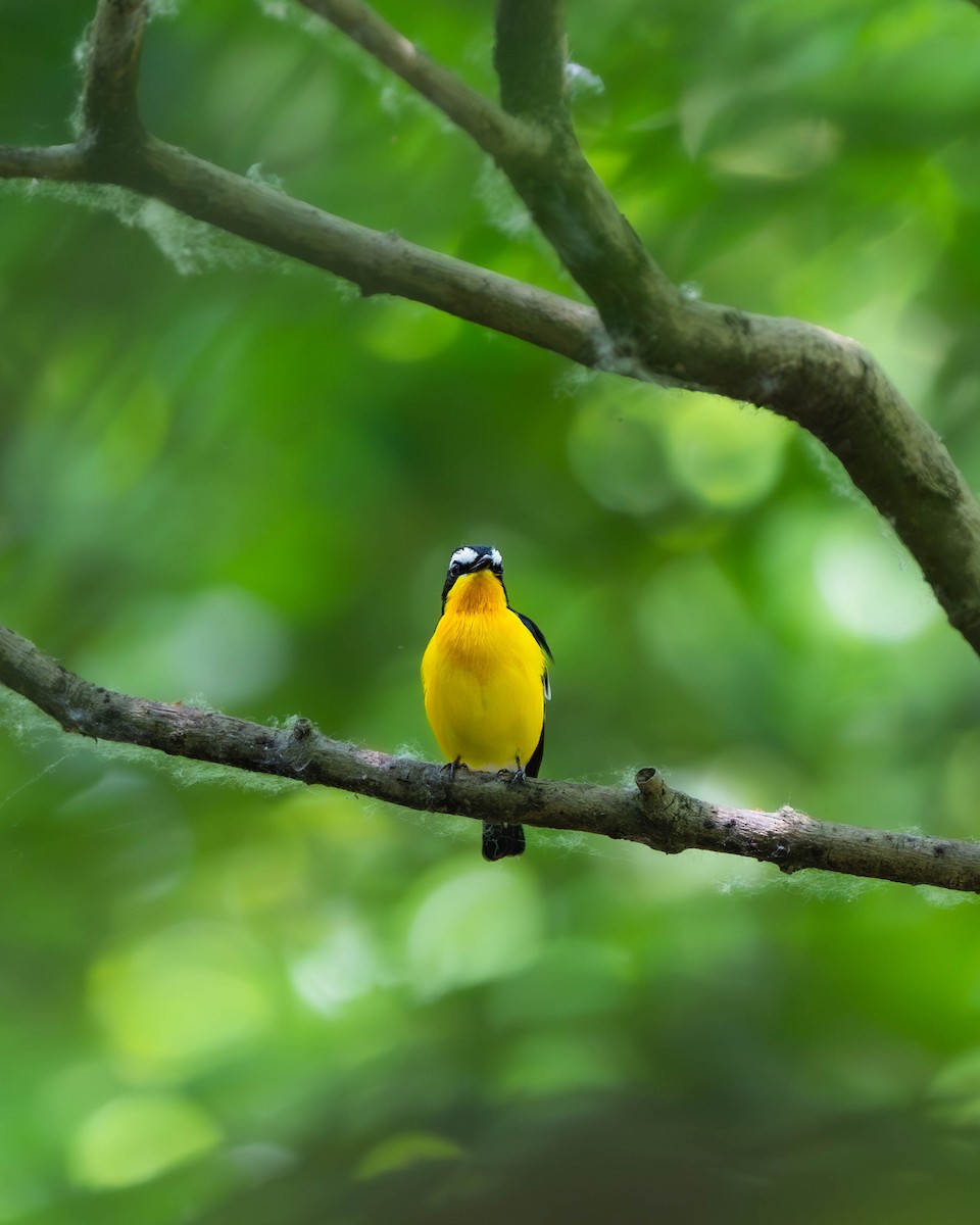 Yellow-rumped Flycatcher - Falk Wirsam