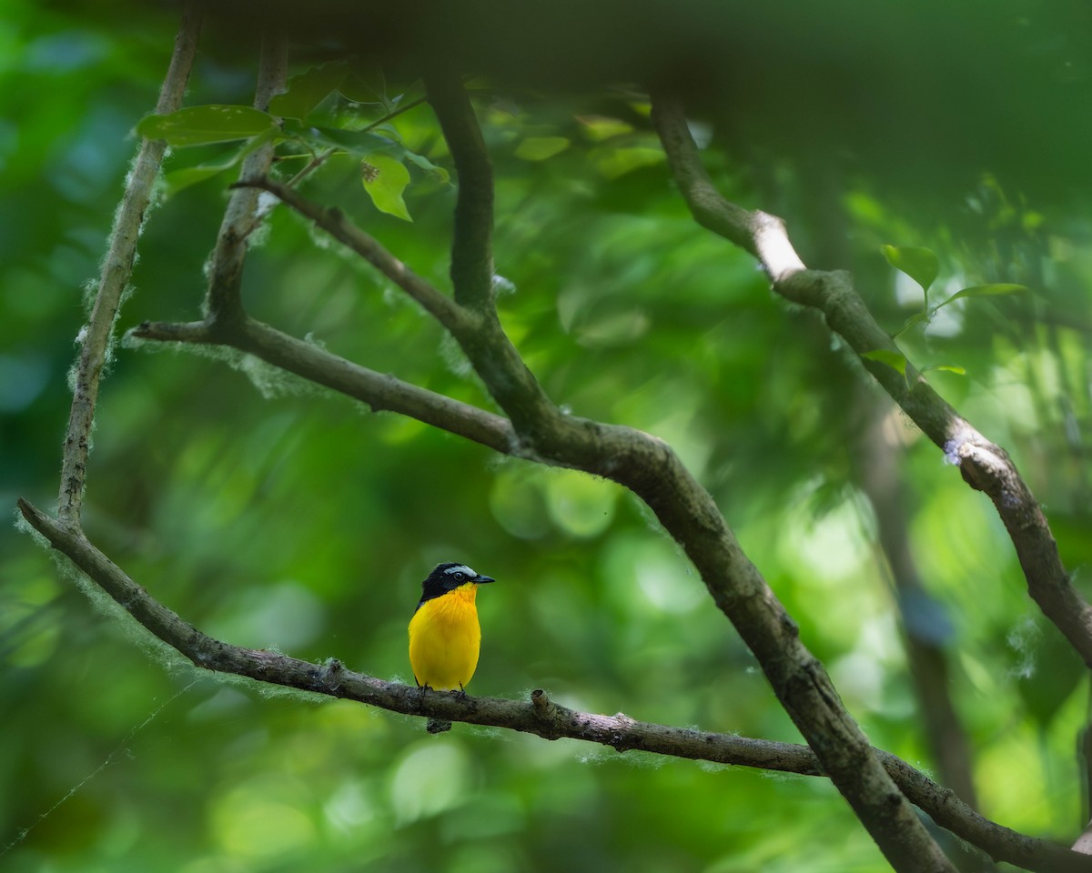 Yellow-rumped Flycatcher - ML619610262