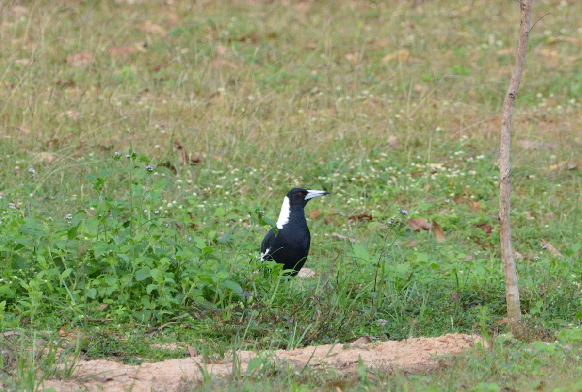 Australian Magpie - Monica Mesch