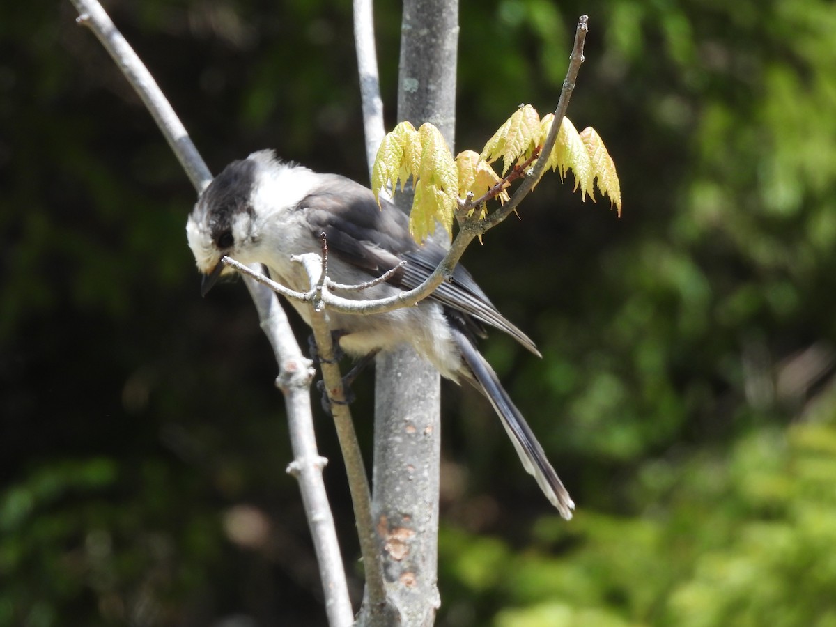 Canada Jay - Rhonda Langelaan