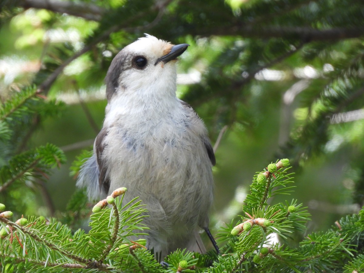 Canada Jay - Rhonda Langelaan