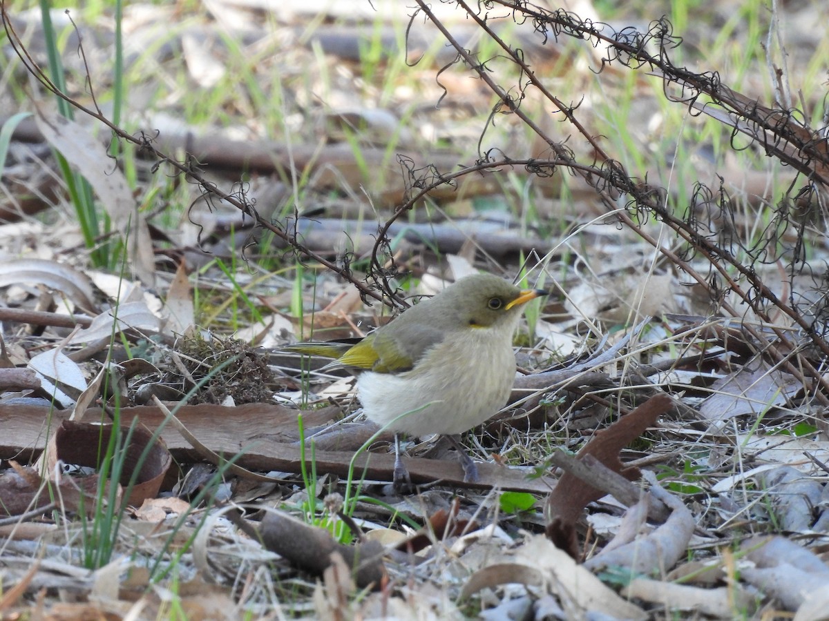 Fuscous Honeyeater - Chanith Wijeratne