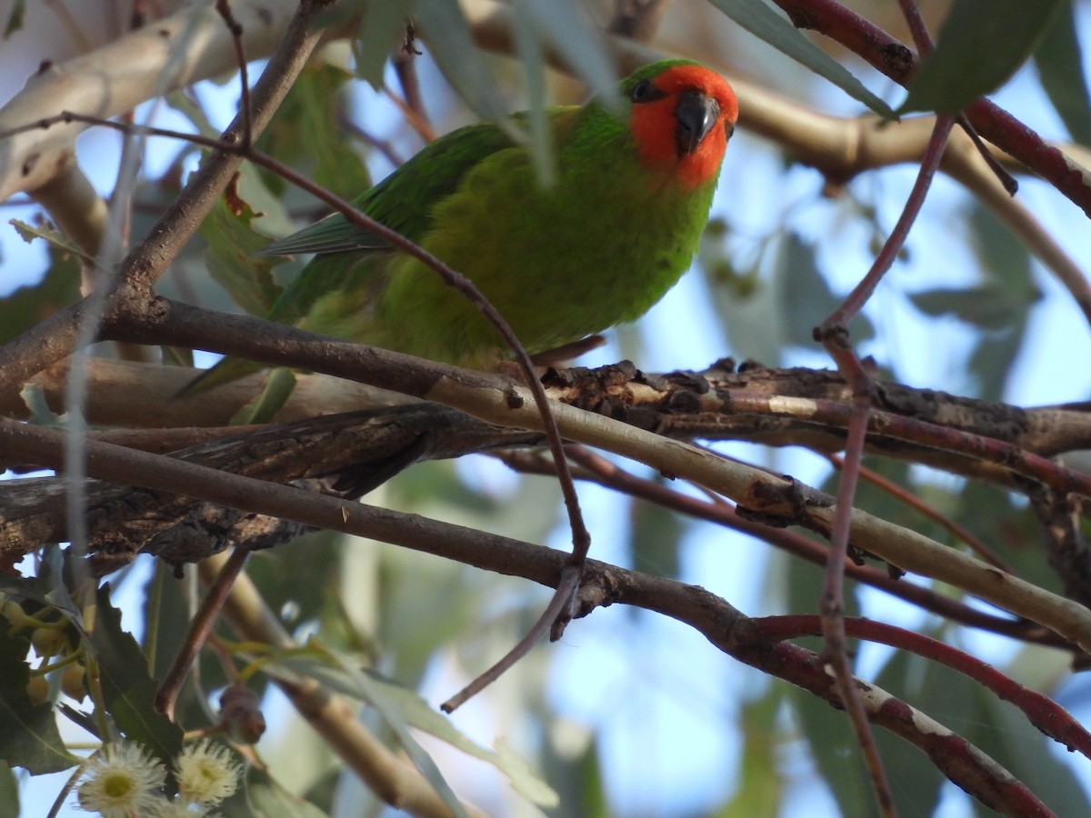 Little Lorikeet - Chanith Wijeratne