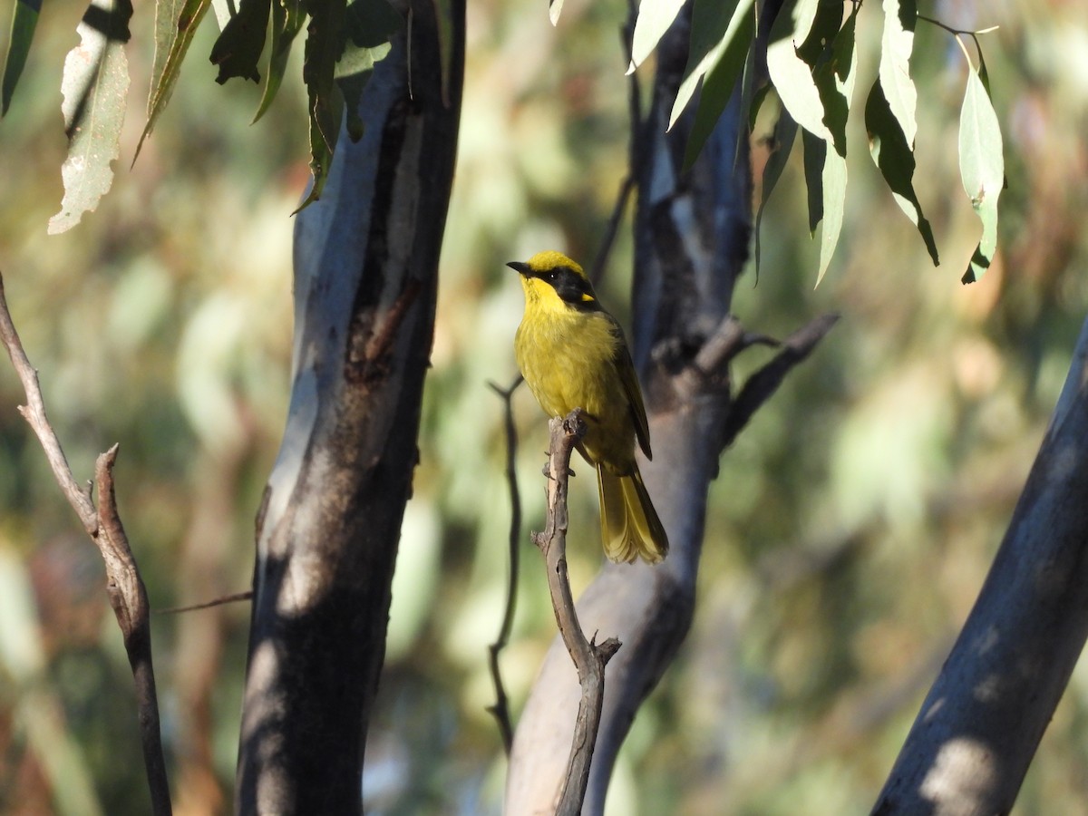 Yellow-tufted Honeyeater - Chanith Wijeratne