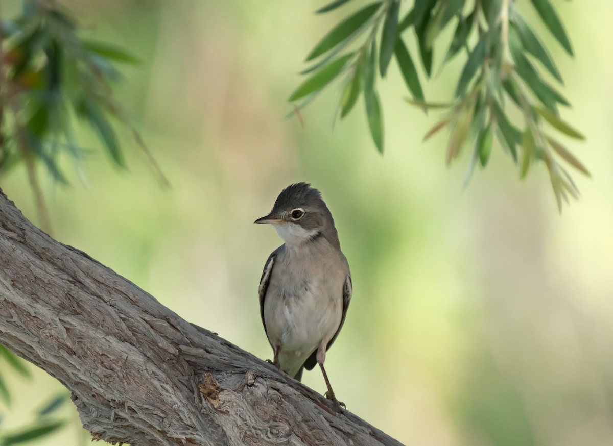 Greater Whitethroat - chandana roy