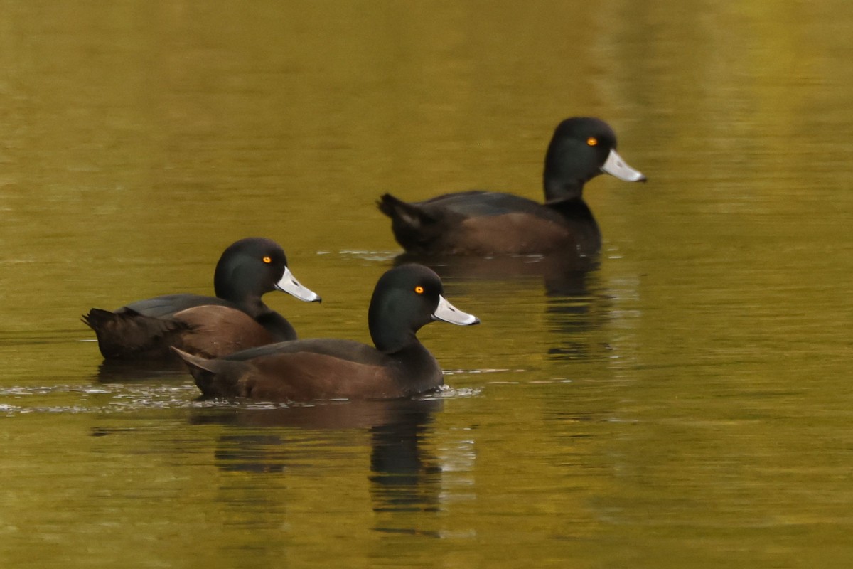 New Zealand Scaup - ML619610289