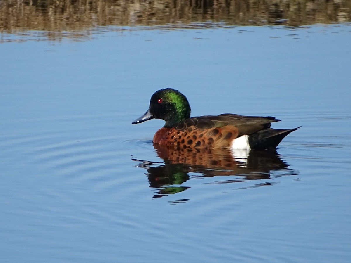 Chestnut Teal - Richard Murray