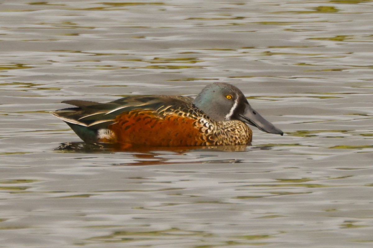 Australasian Shoveler - John Mills