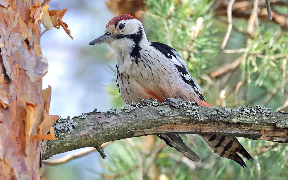 White-backed Woodpecker - Sampsa Cairenius