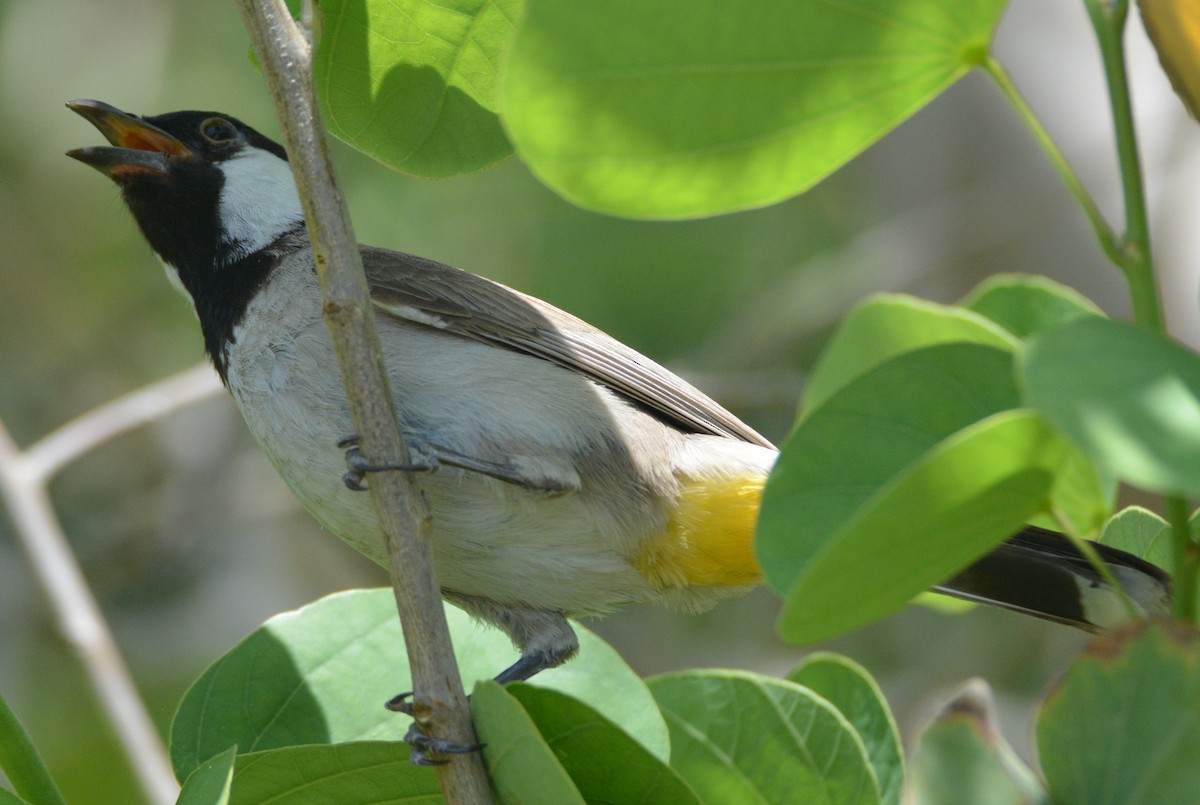 Bulbul à oreillons blancs - ML619610304