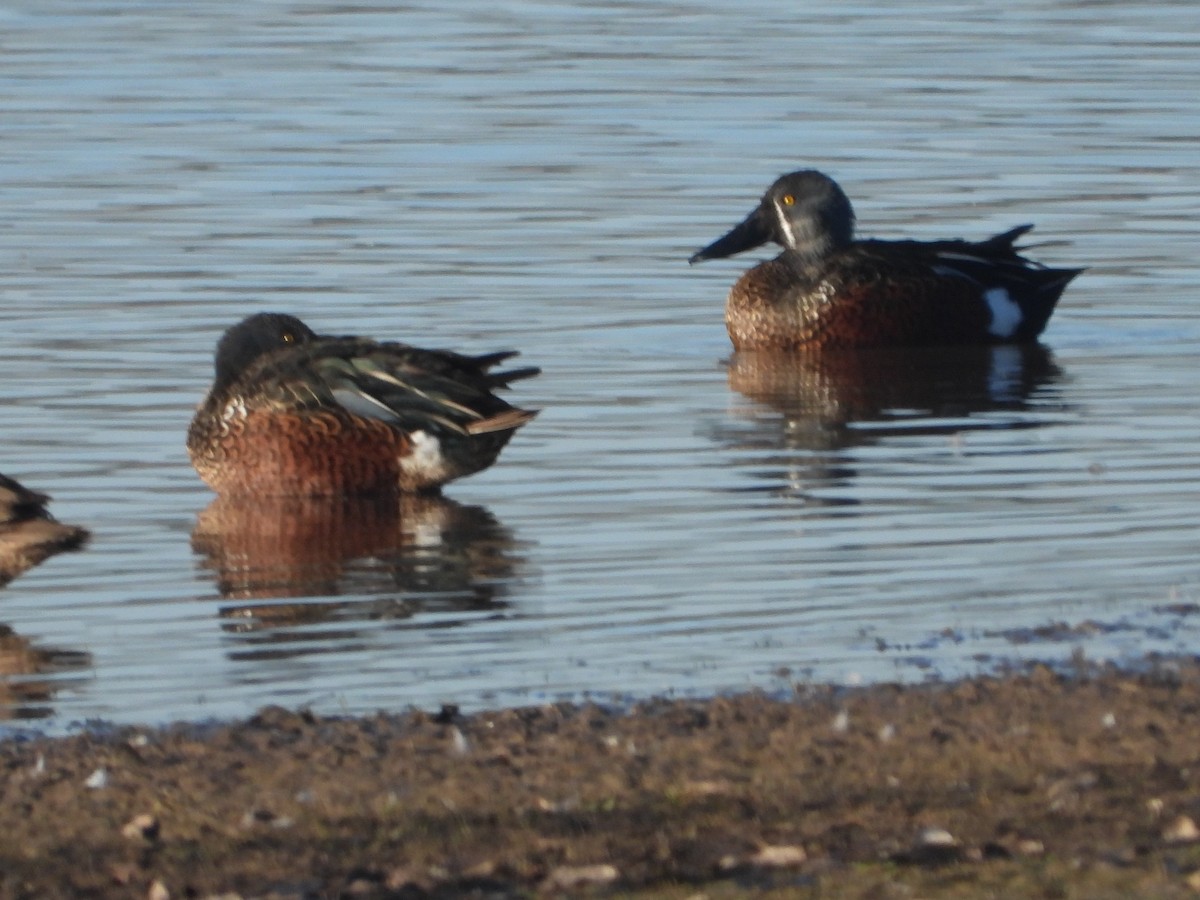 Australasian Shoveler - Rodney Macready