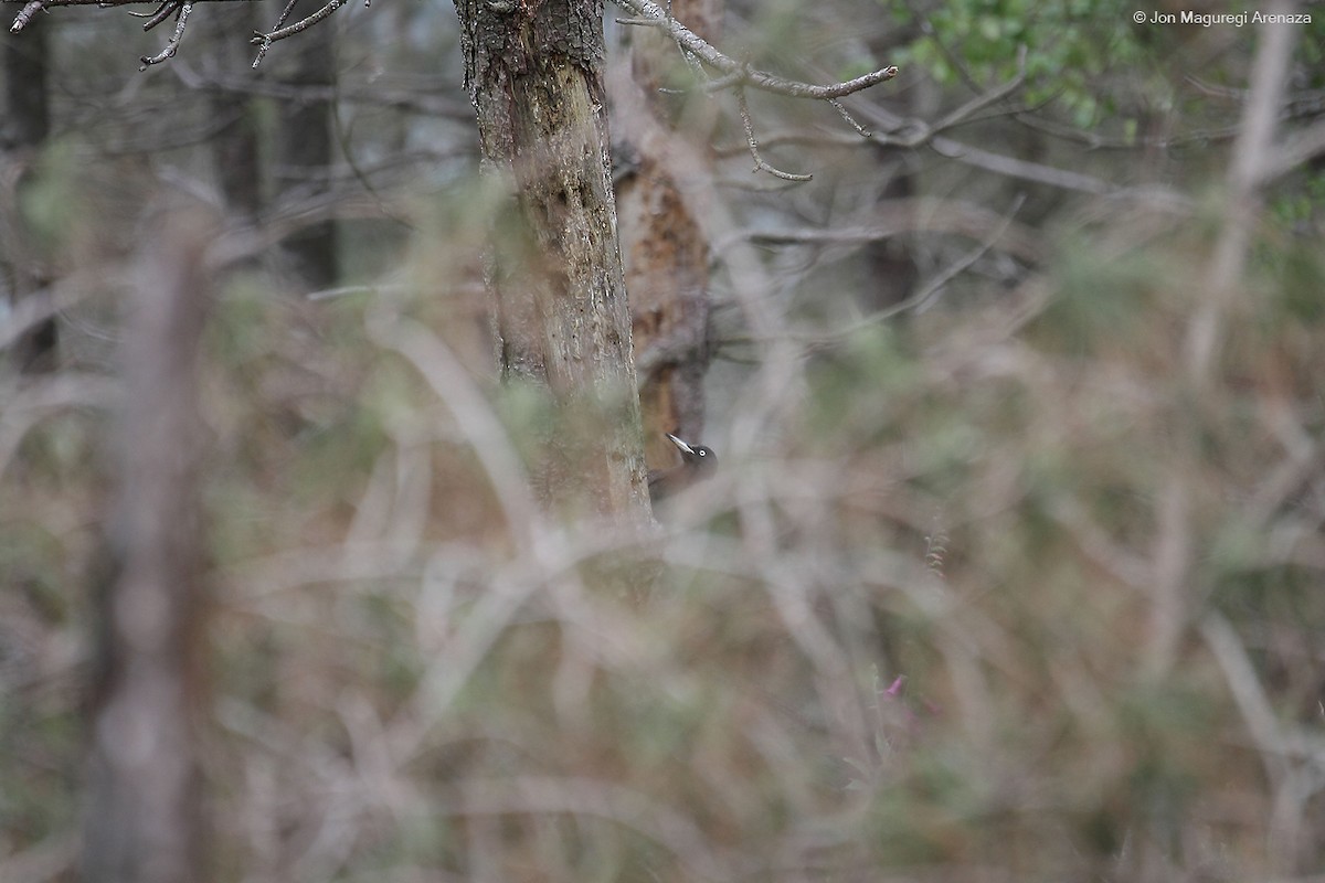 Black Woodpecker - ML619610315
