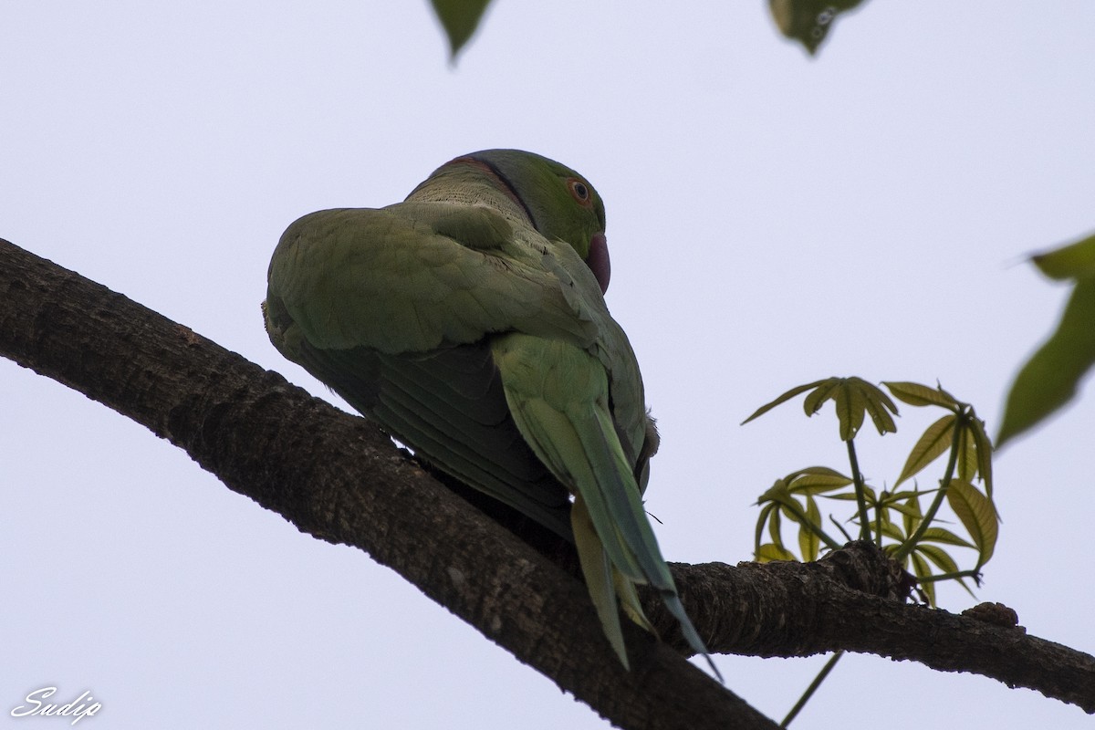 Rose-ringed Parakeet - Sudip Ghosh