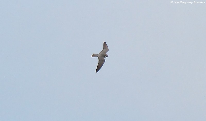 Eurasian Hobby - ML619610319