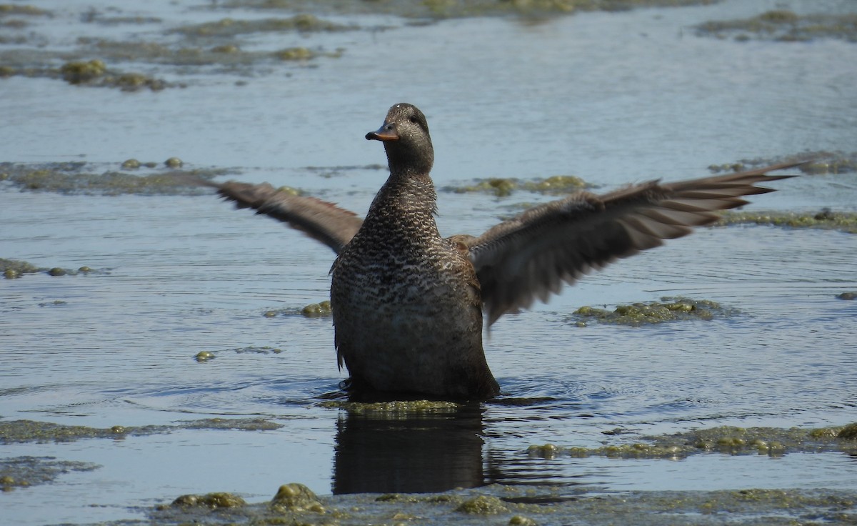 Gadwall - Fran Alvarez Gonzalez