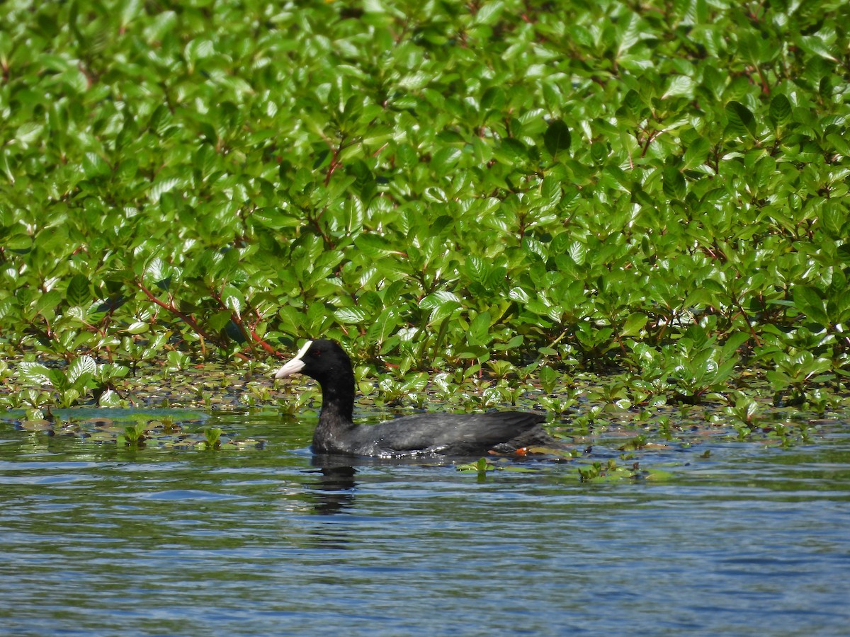 Eurasian Coot - Fran Alvarez Gonzalez