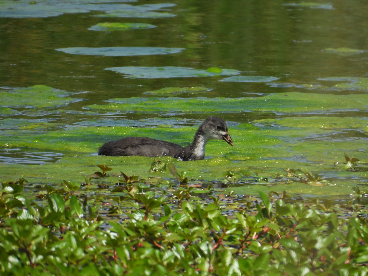 Eurasian Coot - Fran Alvarez Gonzalez