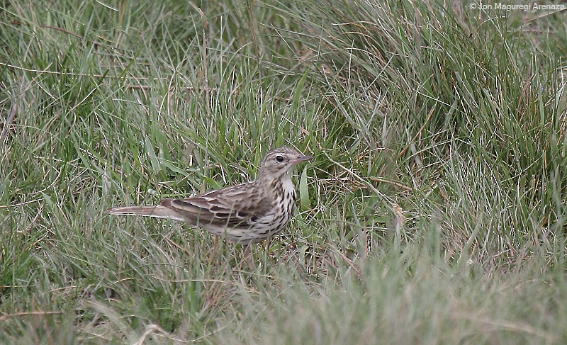 Tree Pipit - Jon Maguregi Arenaza