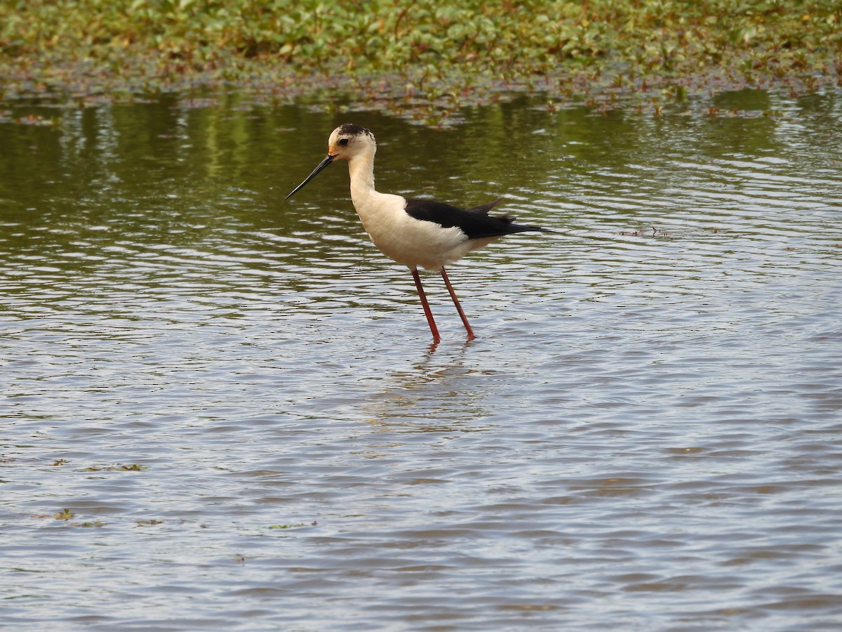 Black-winged Stilt - Fran Alvarez Gonzalez