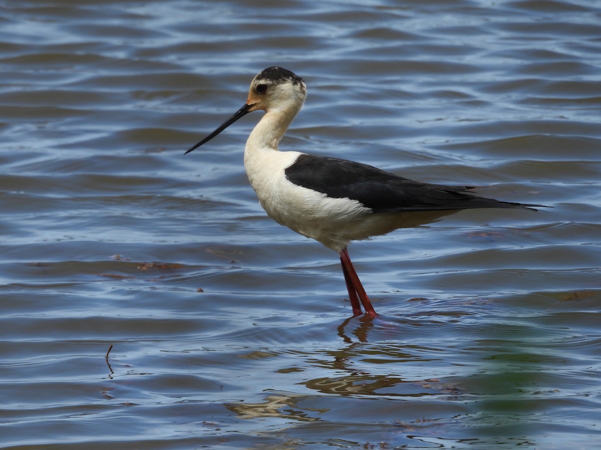 Black-winged Stilt - Fran Alvarez Gonzalez