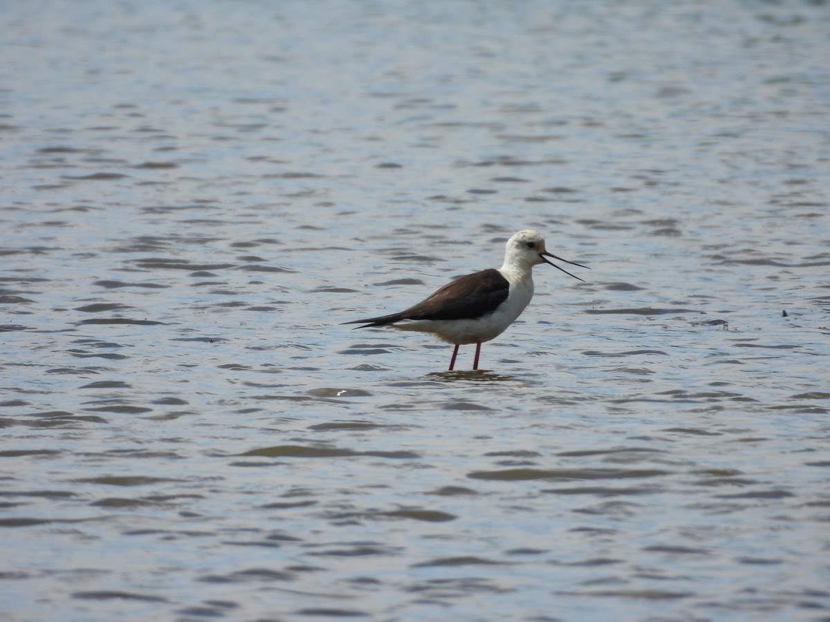 Black-winged Stilt - Fran Alvarez Gonzalez