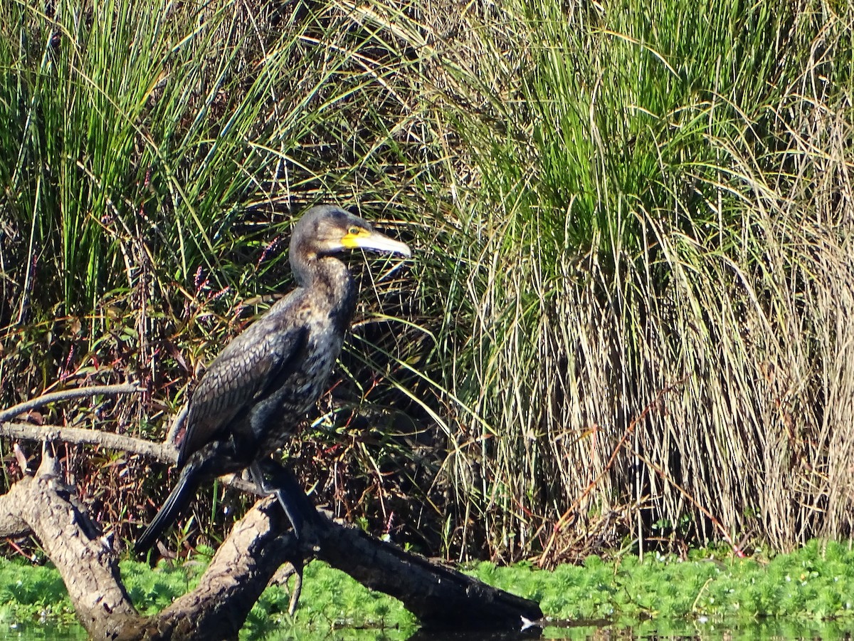 Cormorán Grande - ML619610334