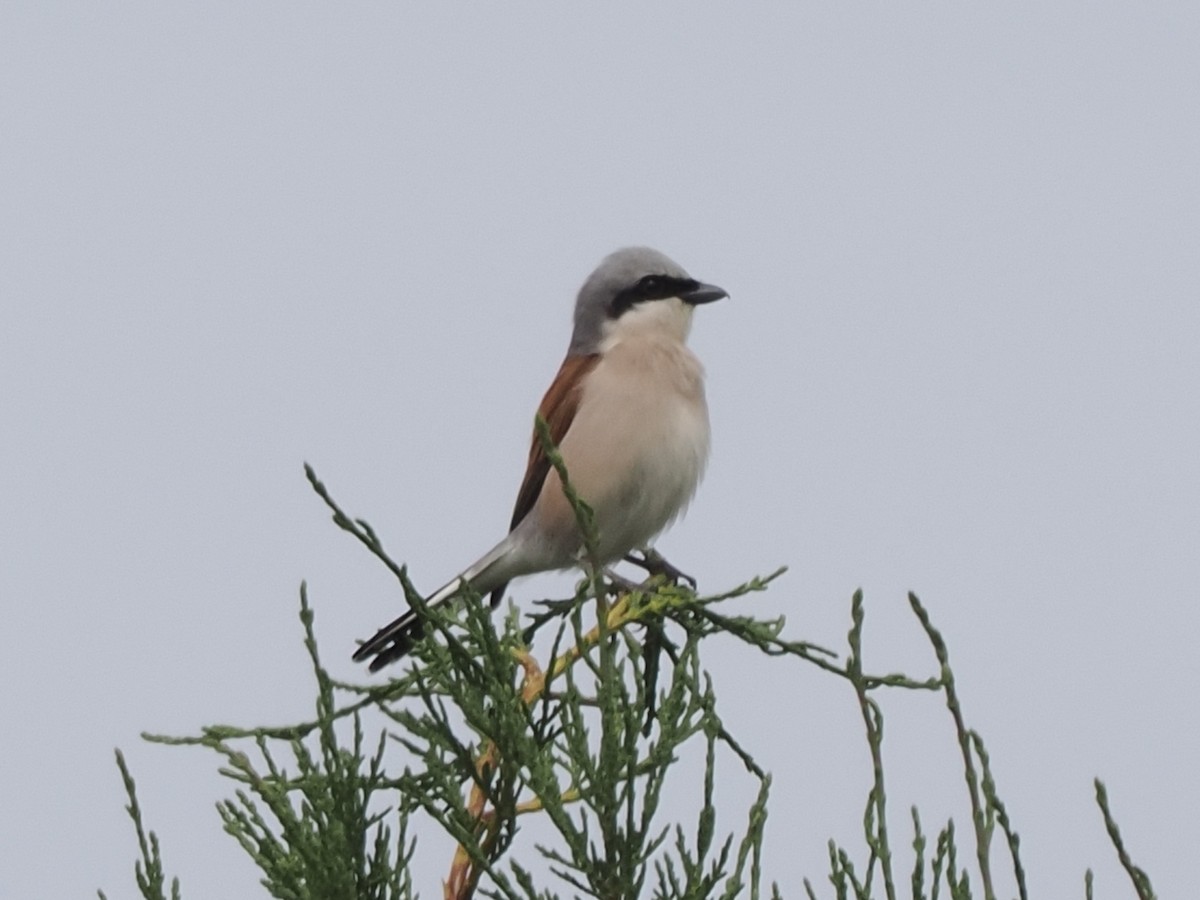 Red-backed Shrike - michael Beer