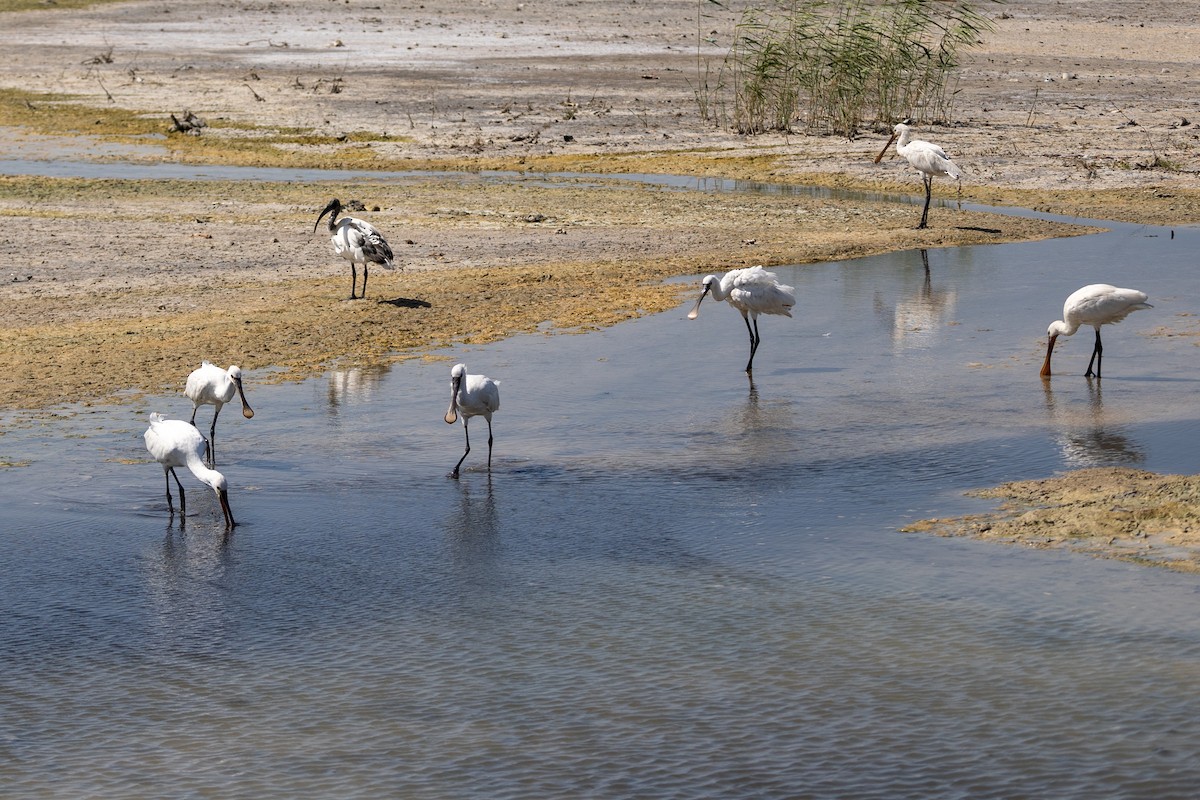 Eurasian Spoonbill - ML619610358