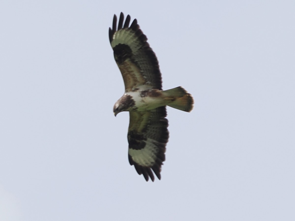 Common Buzzard - michael Beer