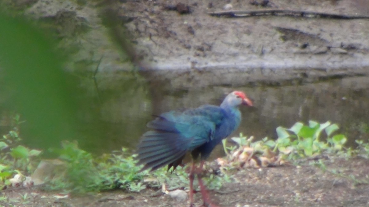 Gray-headed Swamphen - Sudha Parimala