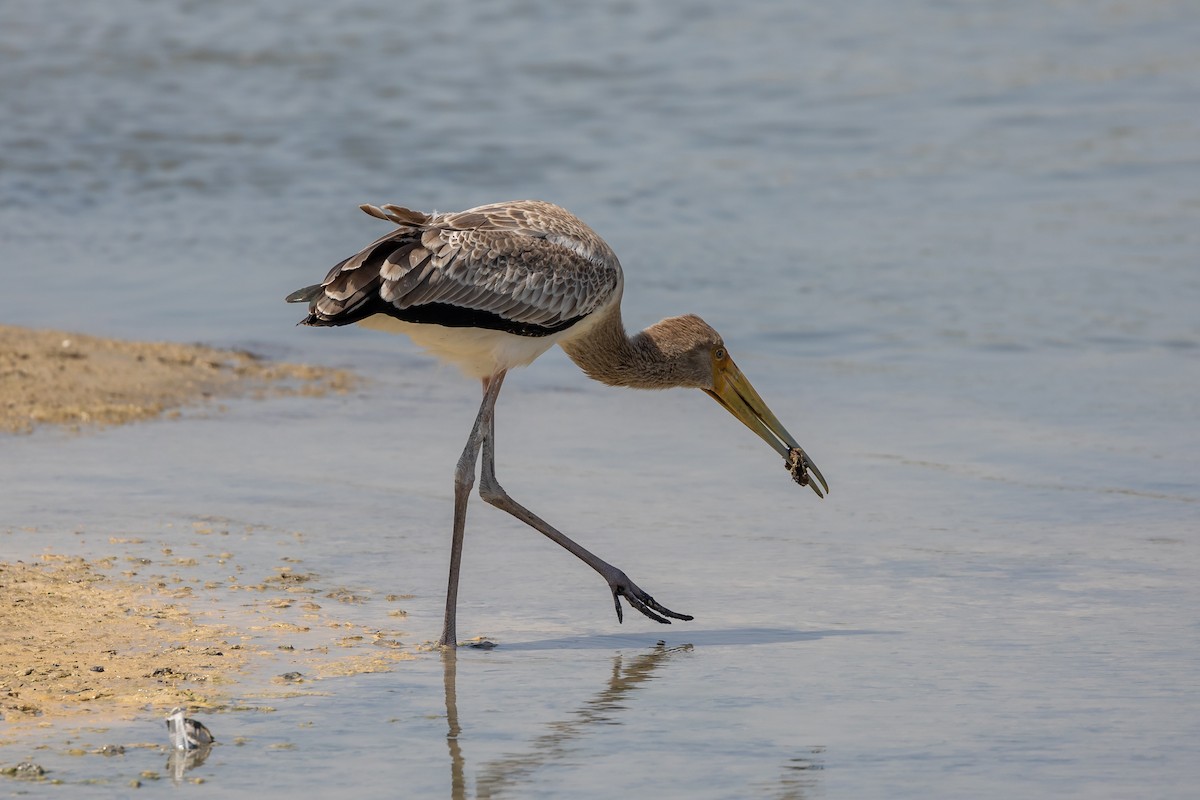 Yellow-billed Stork - ML619610365