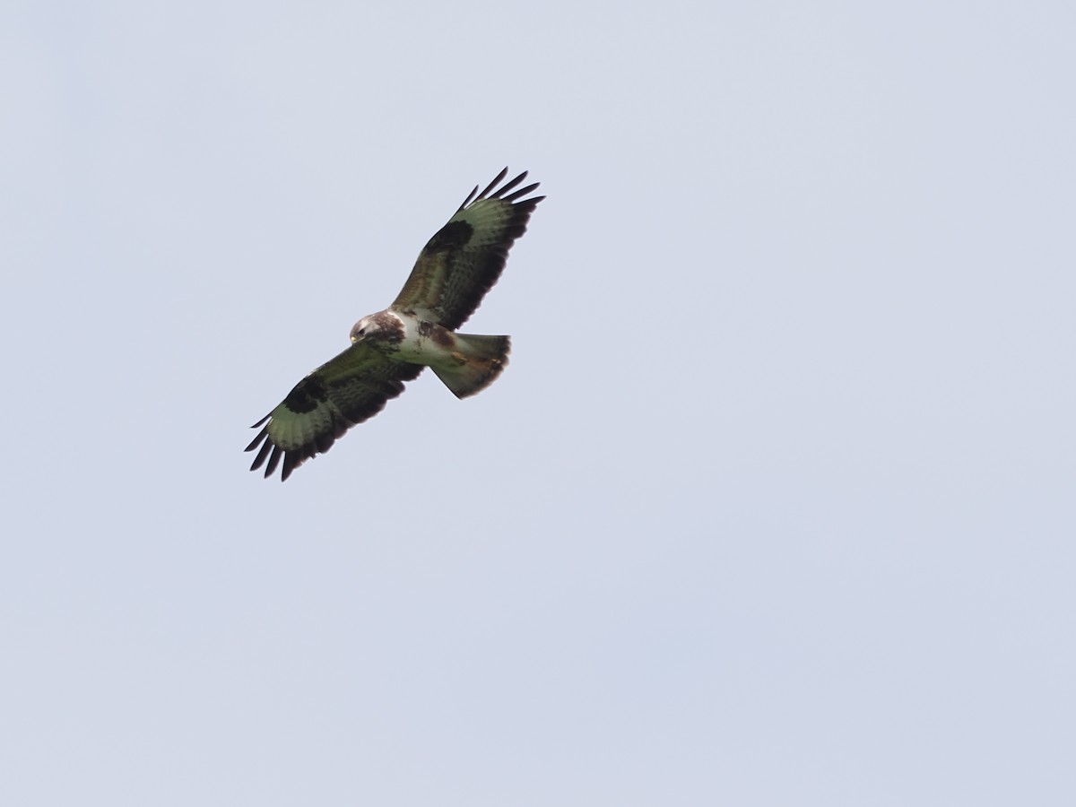 Common Buzzard - michael Beer